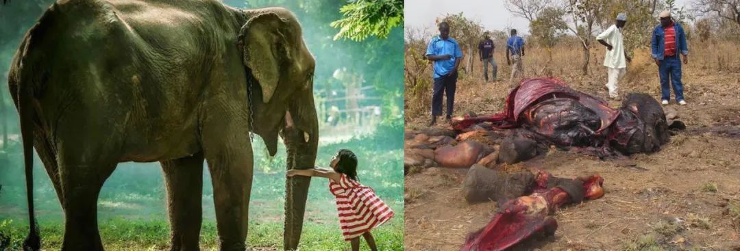 他们被杀之后，依然在爱你