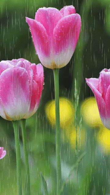 几十张绝美的图,绝美花的倒影100张图片