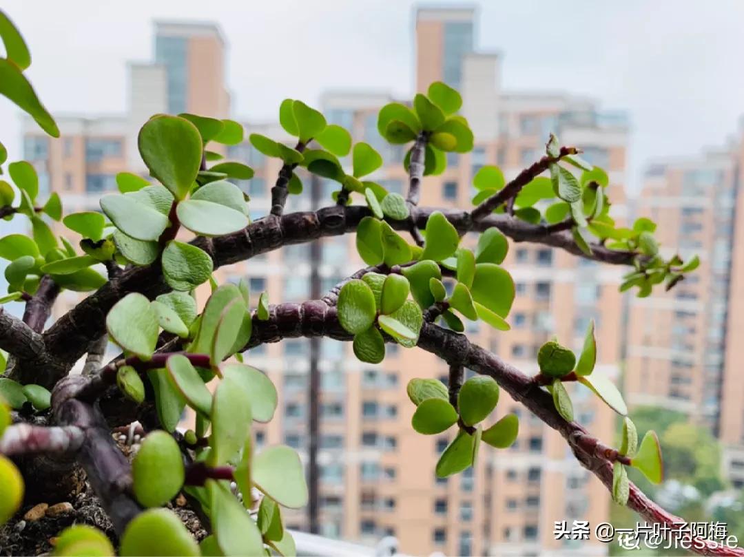 金枝玉叶干枯一碰就掉,金枝玉叶一夜之间掉了好多叶子