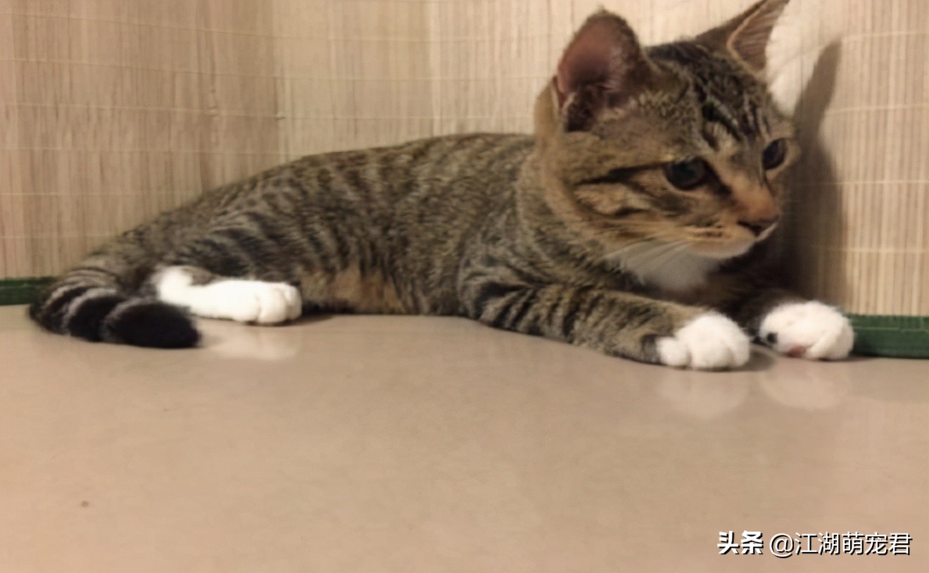 新手如何养猫田园猫,养田园猫的必备知识和技巧