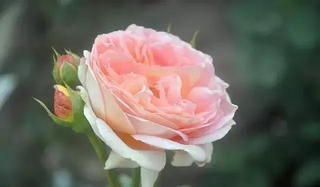 4000种不一样的玫瑰品种大全,100种玫瑰品种图鉴大全