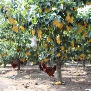 汝南县板店乡魏岭村黄金梨,汝南县板店乡魏岭黄金梨