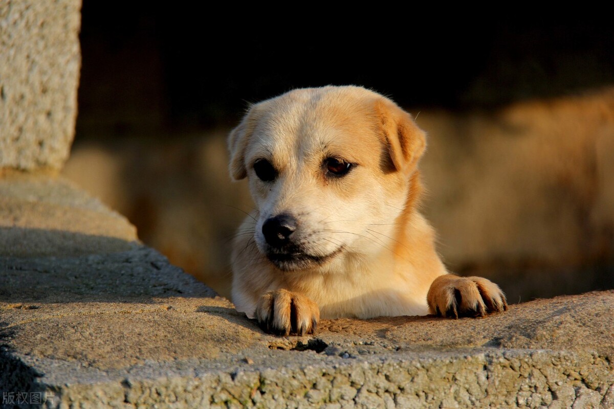 怎么喂狗狗吃药,怎么喂狗狗吃药防止被咬