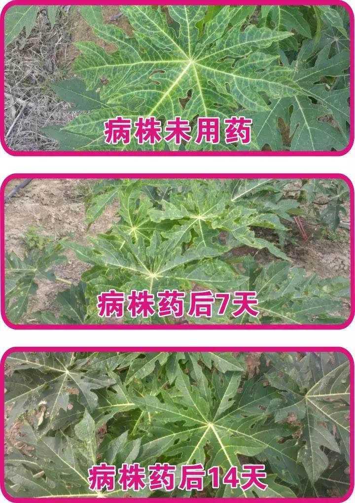 植物癌症病毒怎么防治,植物病毒病最佳治愈方法