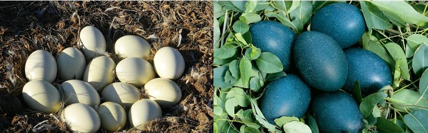 鸸鹋和鸵鸟区别,鸵鸟和鸸鹋有什么区别