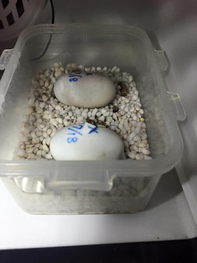 高背陆龟乌龟,饼干陆龟幼龟