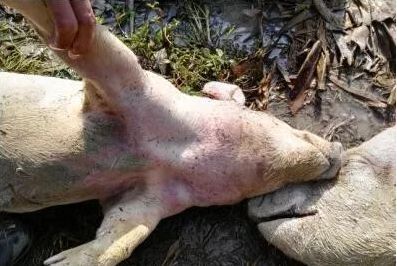 仔猪腹泻该如何来防治？