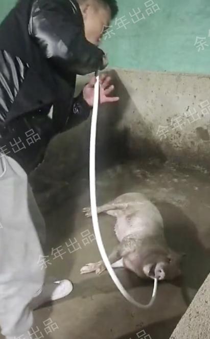 哭笑不得！四川一男子给小猪做人工呼吸，把猪整干哕了