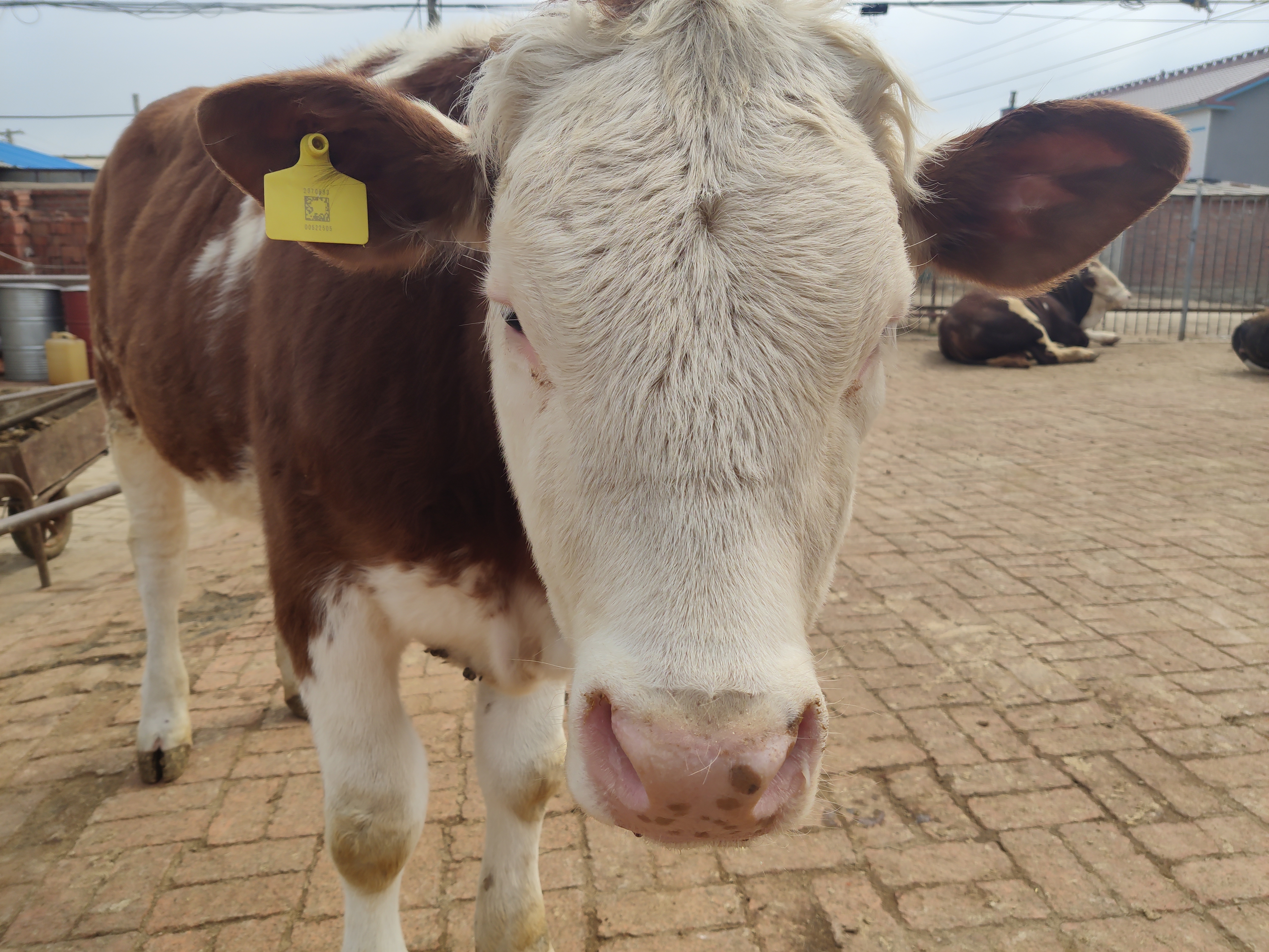 养牛肠道调理技术,中国农村养牛应激处理办法最新版