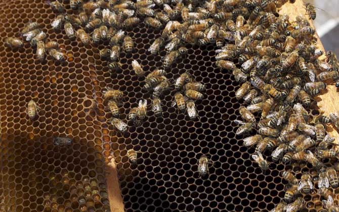 哈茨木霉菌防控蜜蜂病害,冬季蜜蜂怎么防病害的