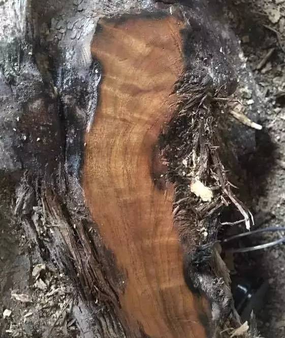 四川出土金丝楠阴沉木,金丝楠阴沉木出土现场