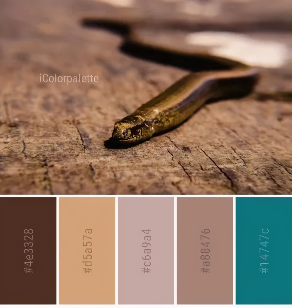 动物配色大全视频,配色的设计灵感