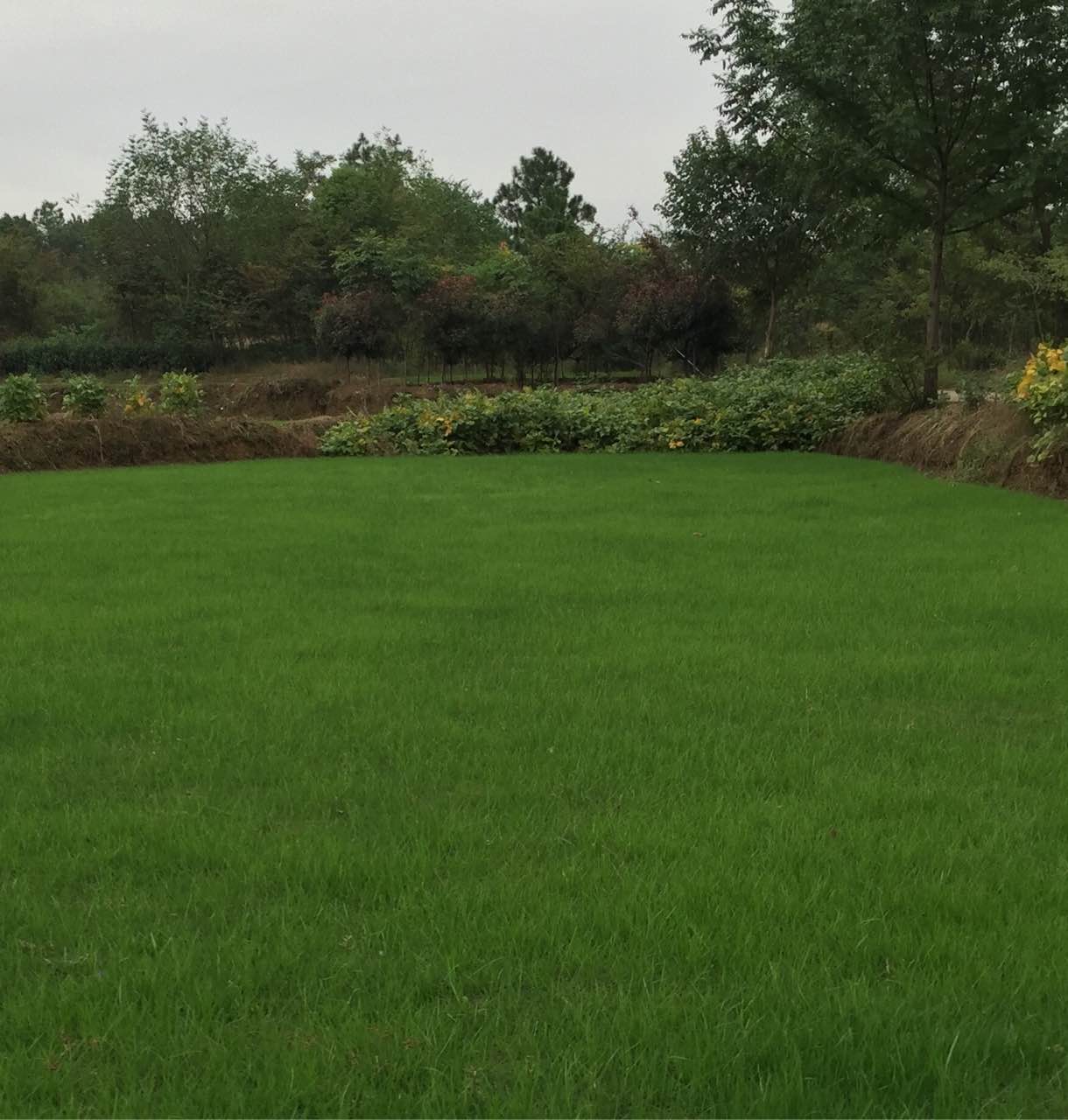 各种边坡绿化草种,边坡绿化草种如何选择