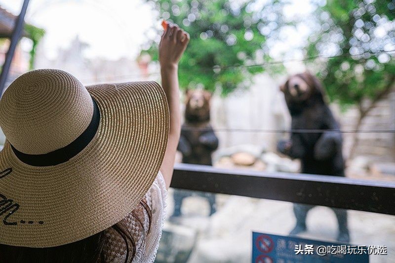 厦门灵玲动物王国大熊猫,厦门马戏团灵玲动物王国观光游览