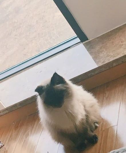 丑猫大赛视频完整版,2020年丑猫大赛看看丑到你了没