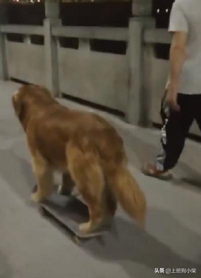 金毛狗滑板视频,最拉风的金毛