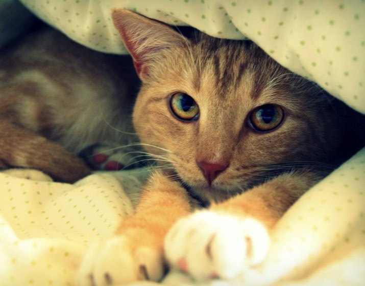 怎样消除猫咪对狗狗的恐惧呢,怎么平衡猫咪和狗狗的关系