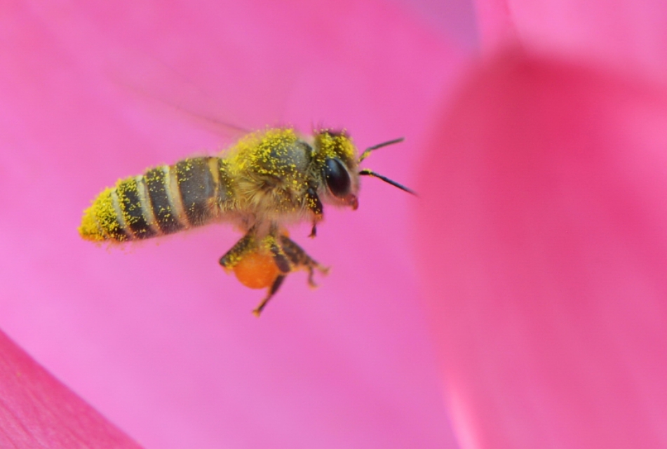 蜜蜂的美丽高清图片大全,蜜蜂高清照