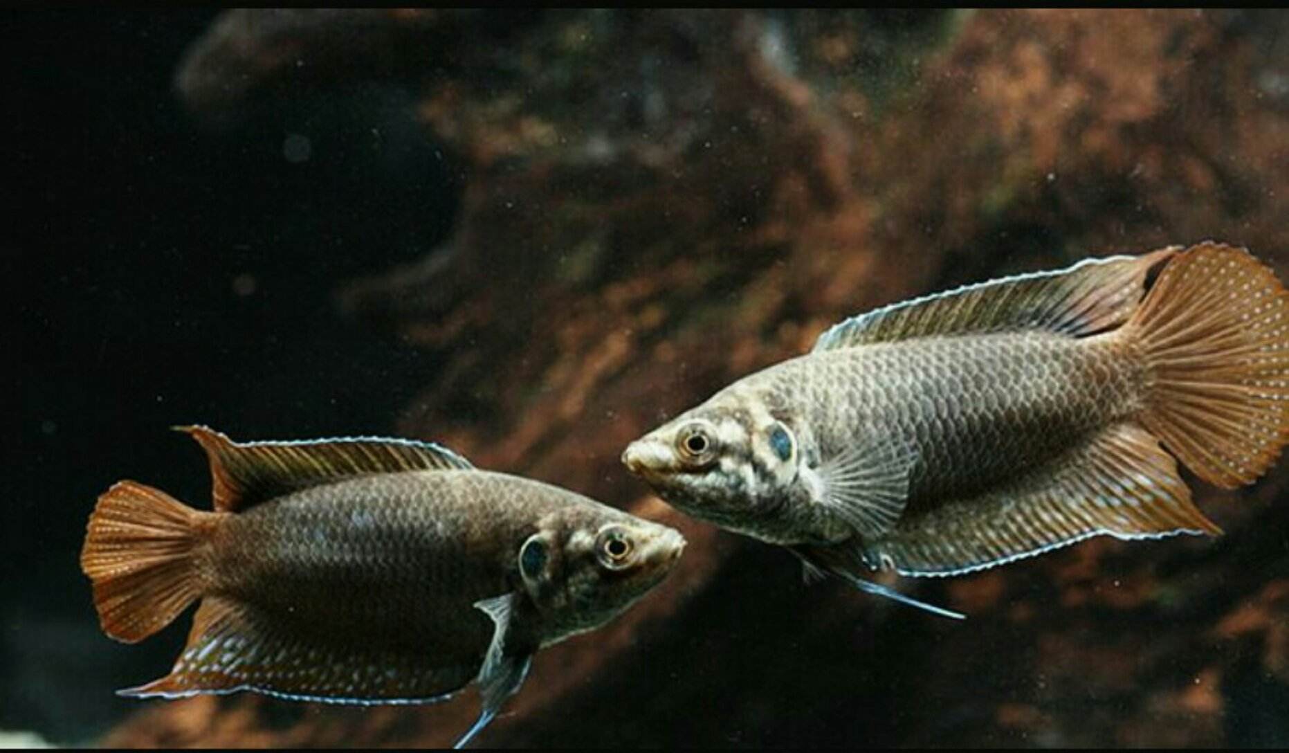 中国外国大型品种观赏鱼,中国观赏鱼都有什么