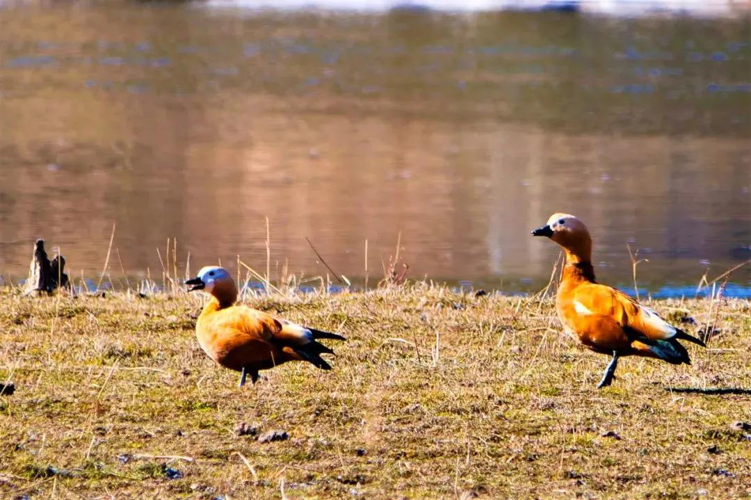 新闻晚高峰视频直播,新闻晚高峰播放时间