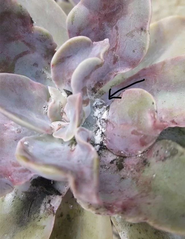 蚧壳虫预防最佳时间,多肉预防蚧壳虫吡虫啉几天喷一次