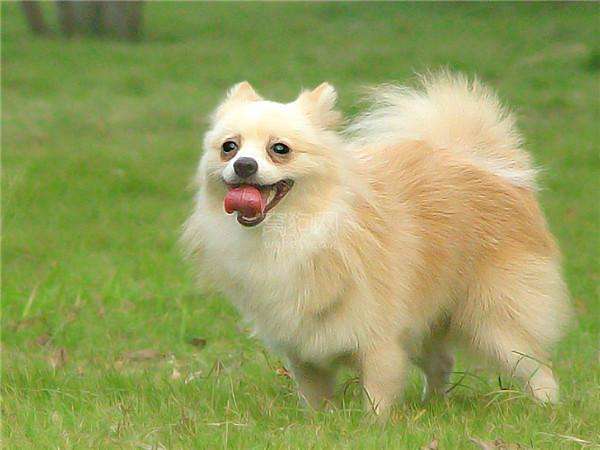 黑白花四眼宠物狗是什么品种,宠物狗智商排名前十名的品种