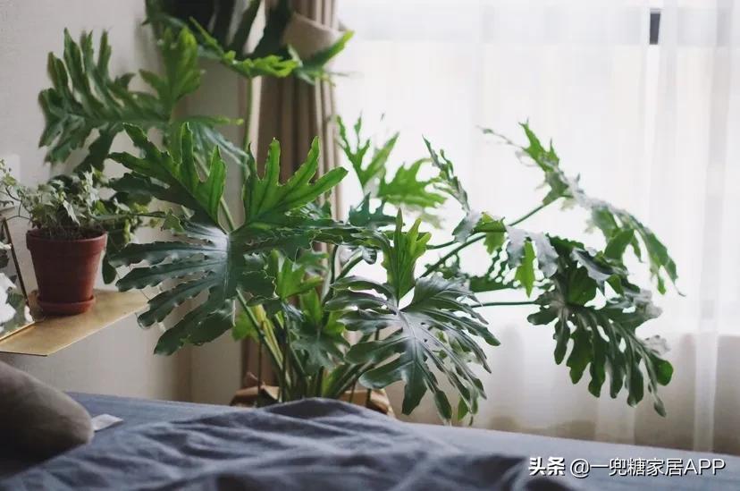 手残党绿植大全,给大家推荐几款超好养的绿植
