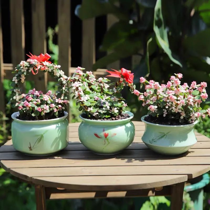 家里一定要养一盆金枝玉叶,大盆养金枝玉叶