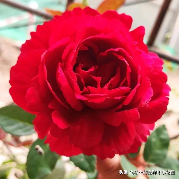 苦尽甘来栀子花,苦尽甘来推荐