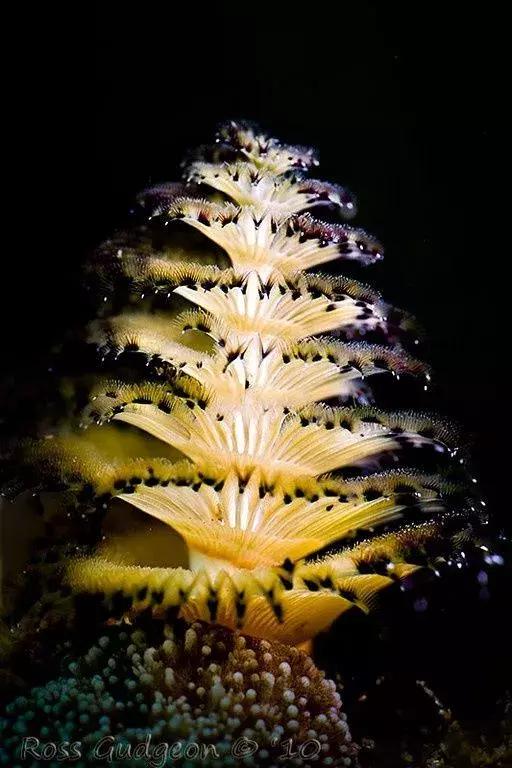 世界上最惊艳的海底照,100张绝美的海底照片