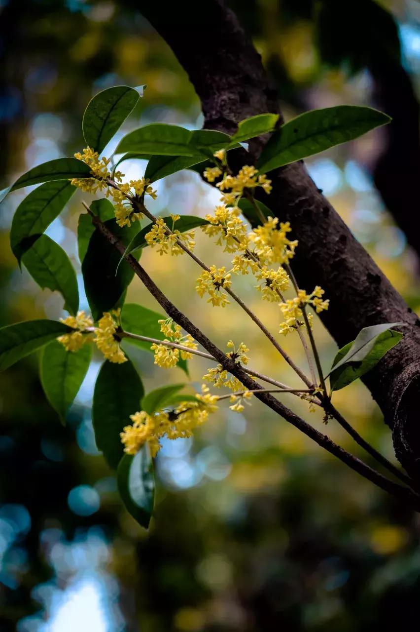 什么是徐汇,什么是海派甜心