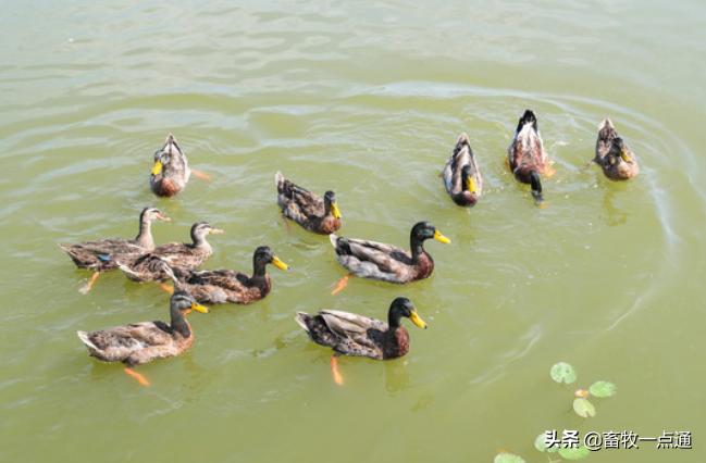 猪人工授精的步骤及注意事项,鸡人工授精方法及注意事项