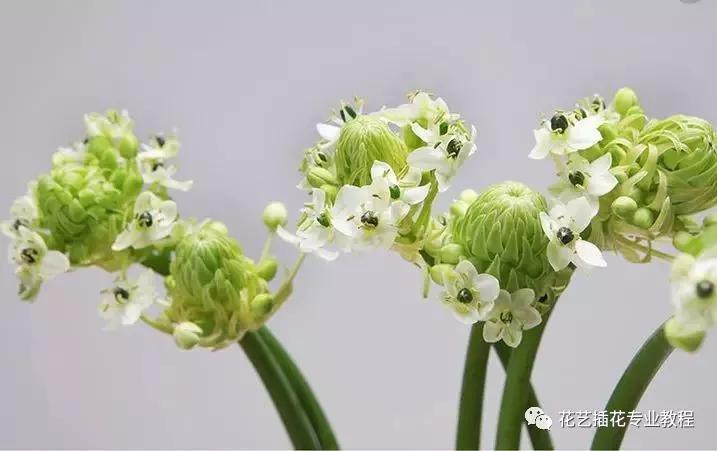 「花艺知识」50种常见花材的花语~（建议收藏）