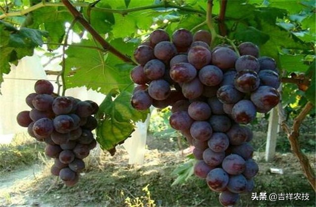 巨峰葡萄种植技术和管理,巨峰葡萄栽培技术全过程