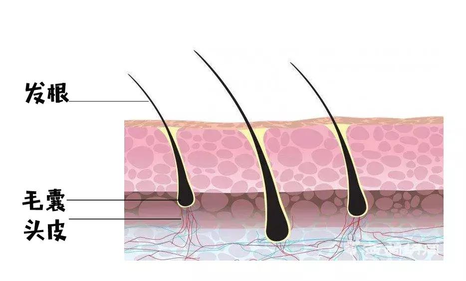 头发毛躁并且脱发推荐洗发水,用什么洗发水改善头皮脱发