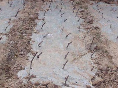 葡萄扦插选择多大的无纺布育苗袋,冬季葡萄营养袋扦插育苗