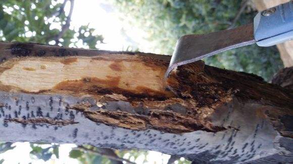 板栗怎么管理早结果多,板栗树枝枯萎是什么原因