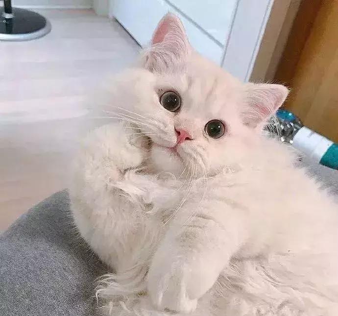 巧虎你好新朋友绘本介绍,巧虎唱谢谢你