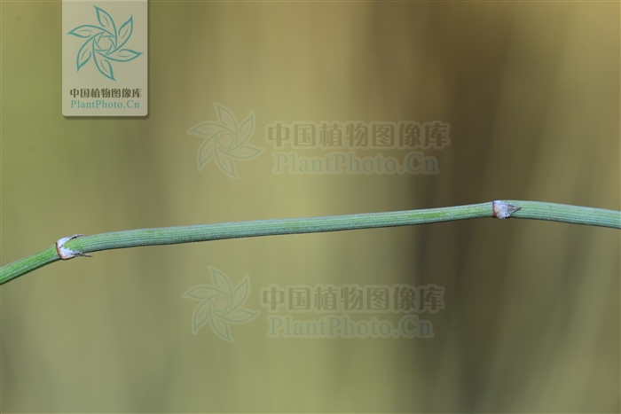 藁本神农本草经,神农本草经葛根原文