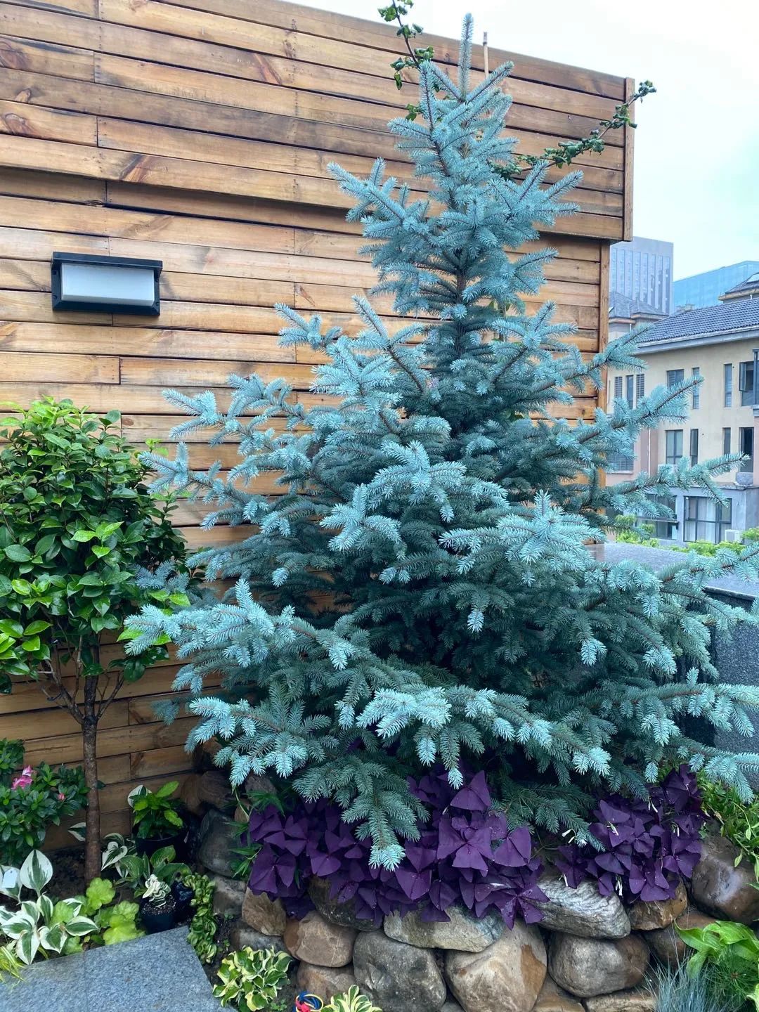 挪威云杉夏天怎么养,挪威云杉温和净肤