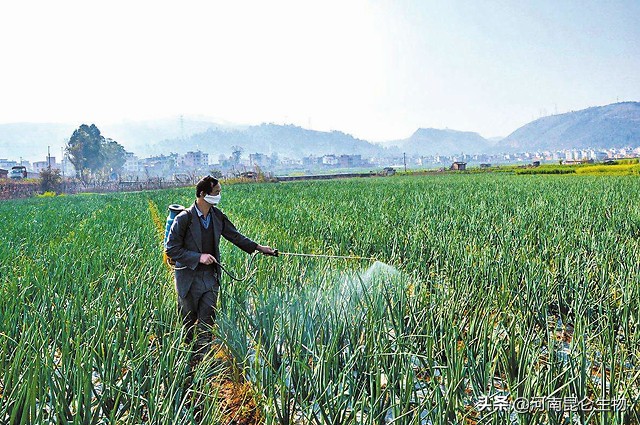 洋葱烂根软腐用啥药最好,洋葱苗期根腐病用什么药