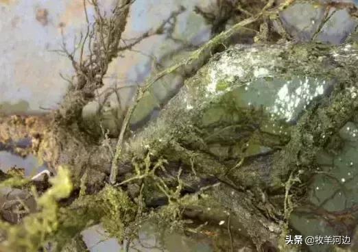 猕猴桃软枣黑斑病害治疗方法,病虫害图谱大全及答案