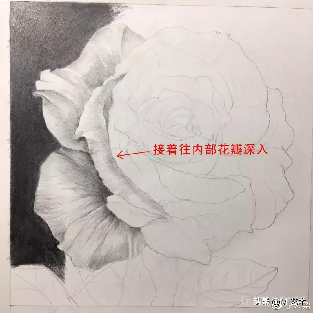 玫瑰花素描临摹高清图片,素描教程画花朵