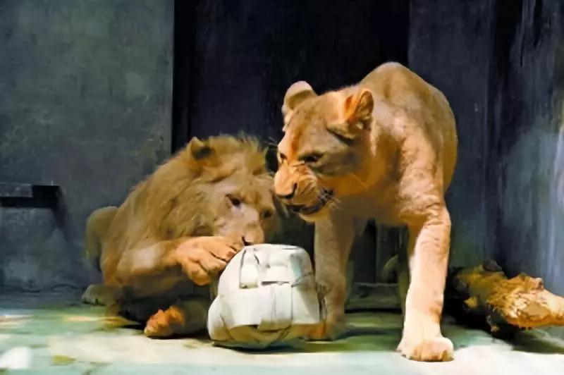 蓝花楹昆明网红打卡地在哪里,昆明周边湿地公园网红打卡地