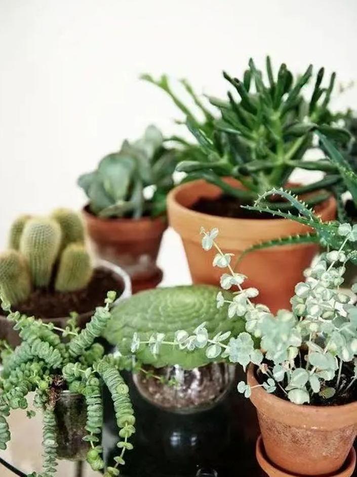 绿植养护植物死了怎么办,绿植为什么在家里养就死了