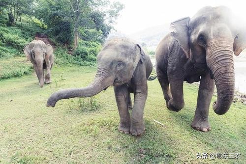 为什么云南大象不大,大象迁徙事件原因有哪些
