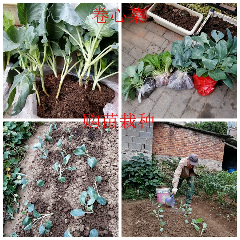 甘蓝蔬菜档案介绍,十种蔬菜卷心菜