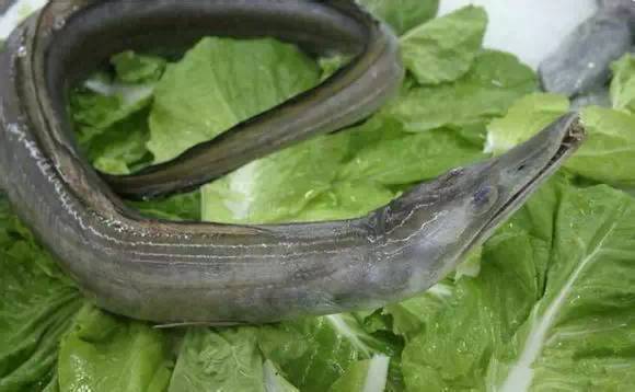 中国海鲜河鲜,市场河鲜海鲜种类大全