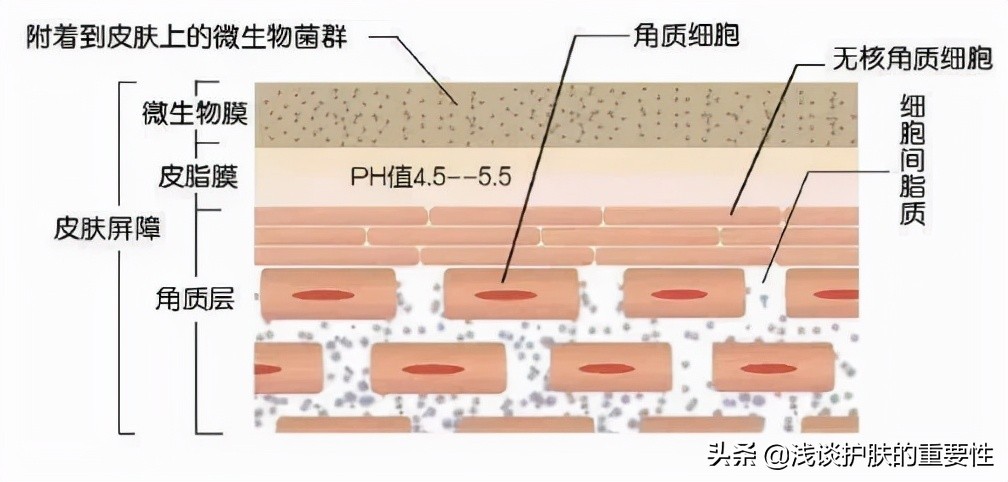 皮肤光滑细腻去角质,去角质可以让脸变白吗