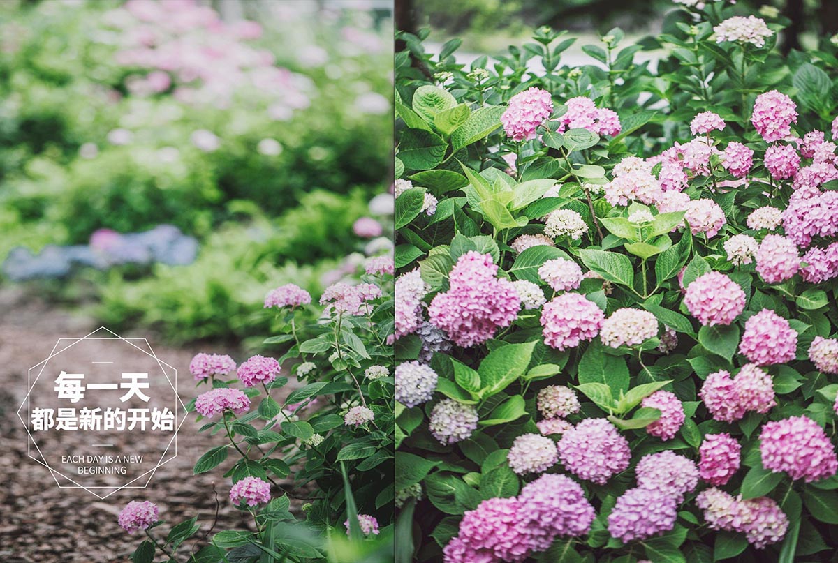 辰山植物园迎春花展,辰山植物园荷花展时间